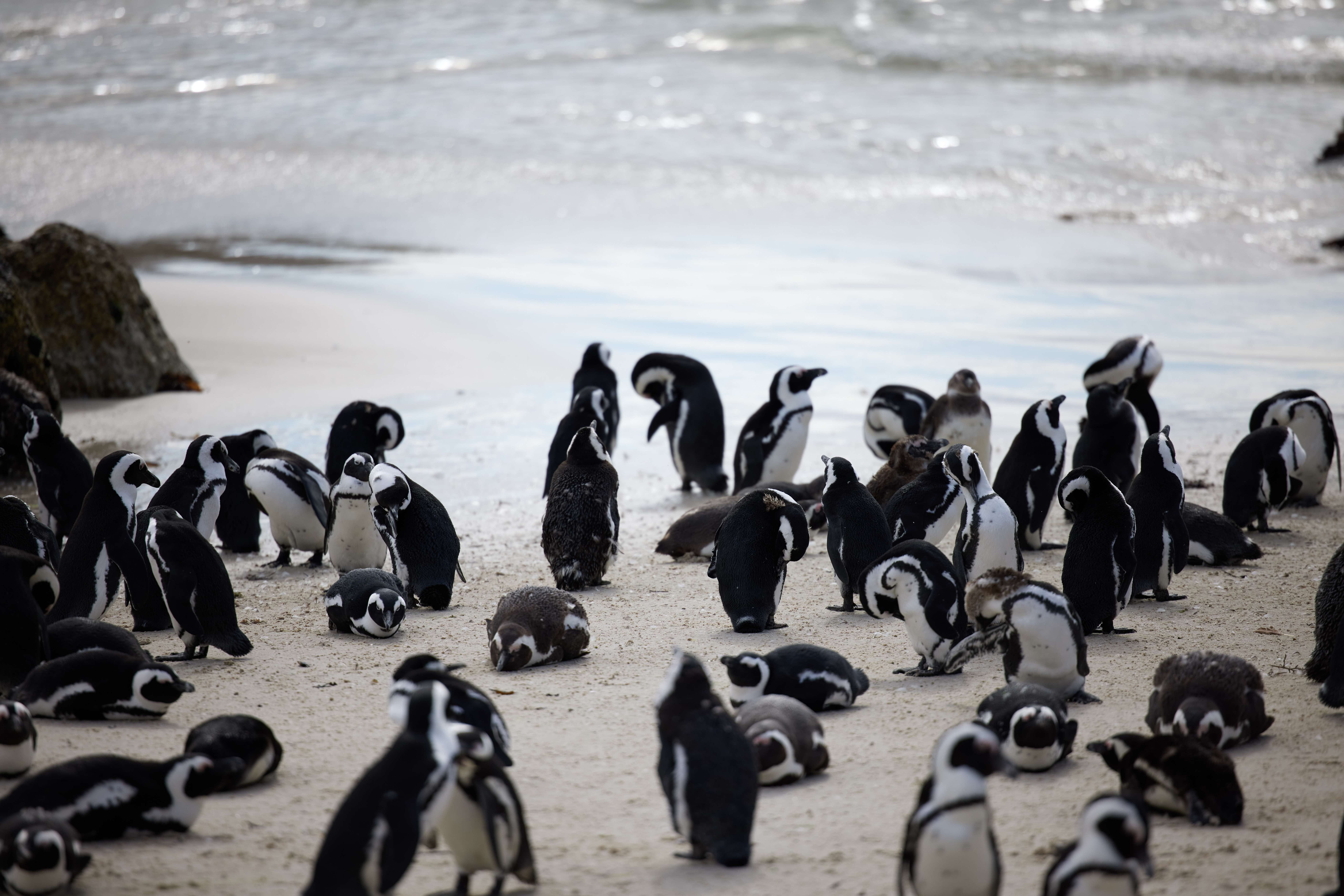 Záběr tučňáků na pláži Boulders v Kapském Městě v Jihoafrické republice.